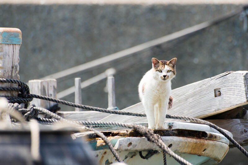 White and Brown Cat — Calm, Afternoon, Photograph, Boat