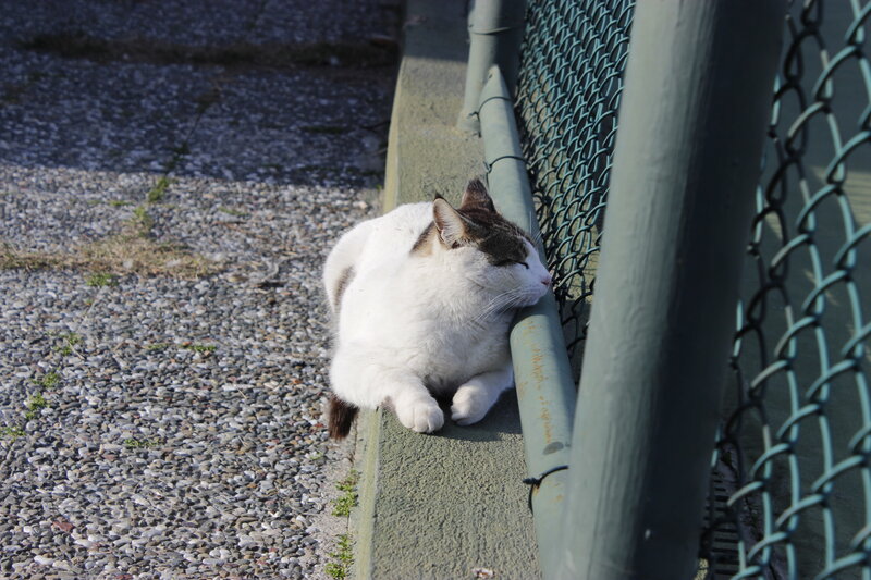 White and Brown Cat — Calm, Afternoon, Photograph, Fence