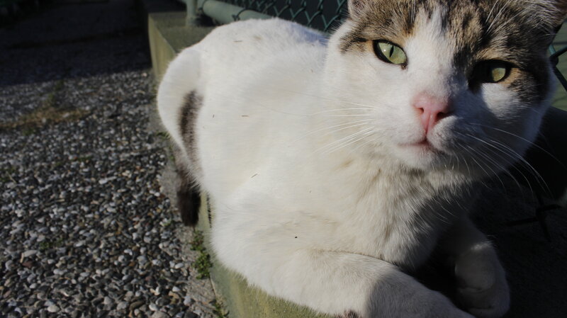 White and Brown Cat — Calm, Afternoon, Photograph, Gravel