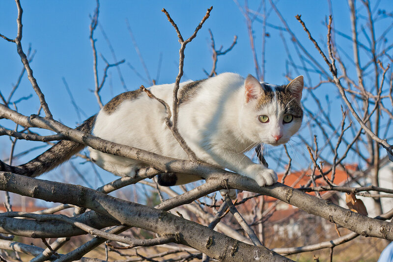 White and Brown Cat — Calm, Afternoon