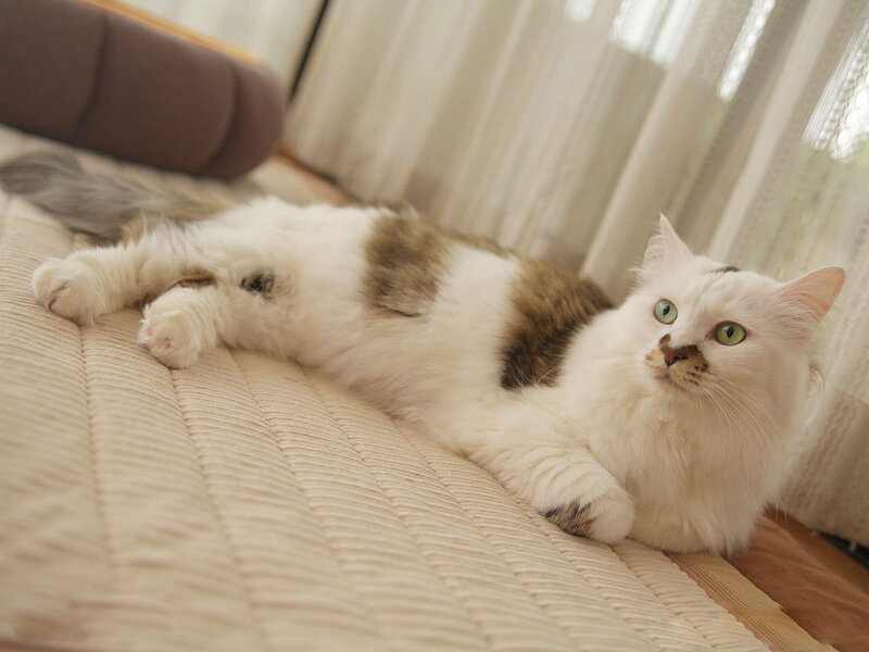 White and Brown Cat — Calm, Morning, Photograph