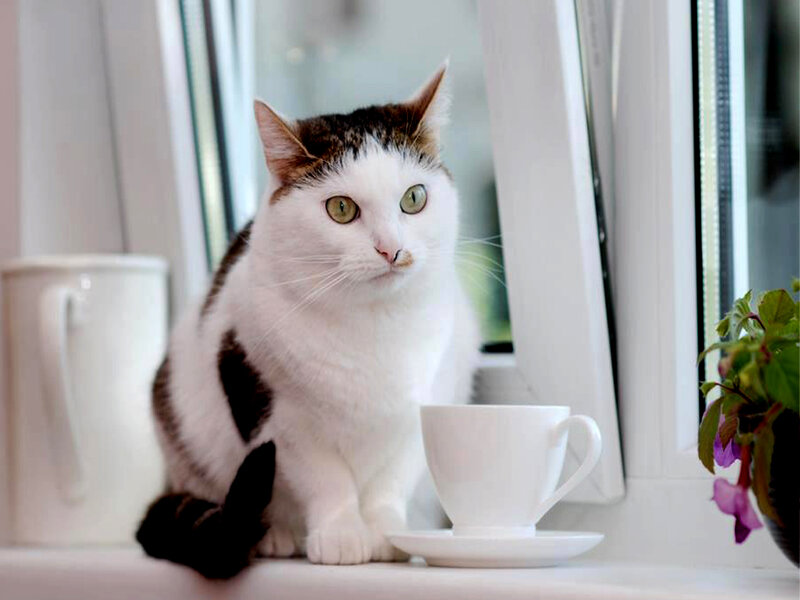 White and Brown Cat — Calm, Morning