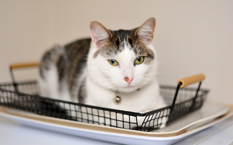 White and Brown Cat — Calm, Photograph, Basket