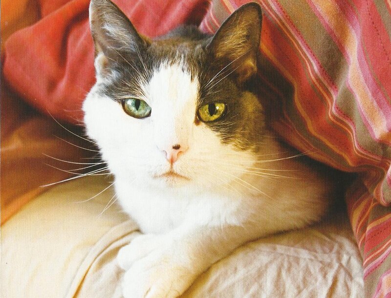 White and Brown Cat — Calm, Photograph, Blanket