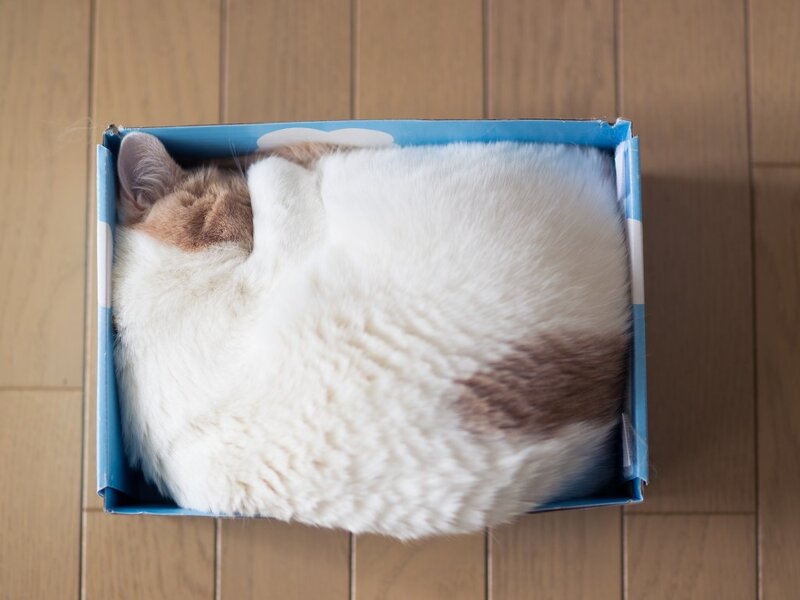 White and Brown Cat — Calm, Photograph, Box