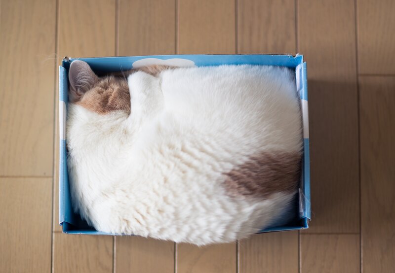White and Brown Cat — Calm, Photograph, Box, Wooden Floor