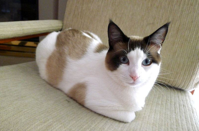 White and Brown Cat — Calm, Photograph, Chair