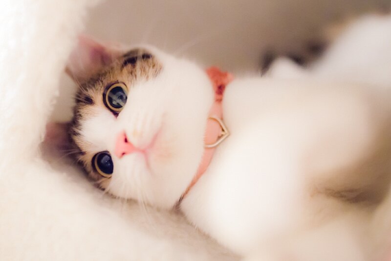 White and Brown Cat — Calm, Photograph, Collar