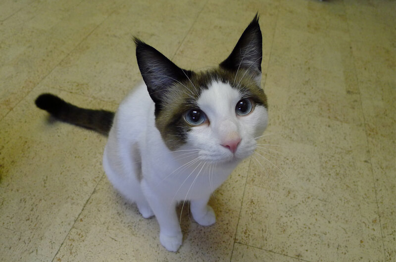 White and Brown Cat — Calm, Photograph, Floor