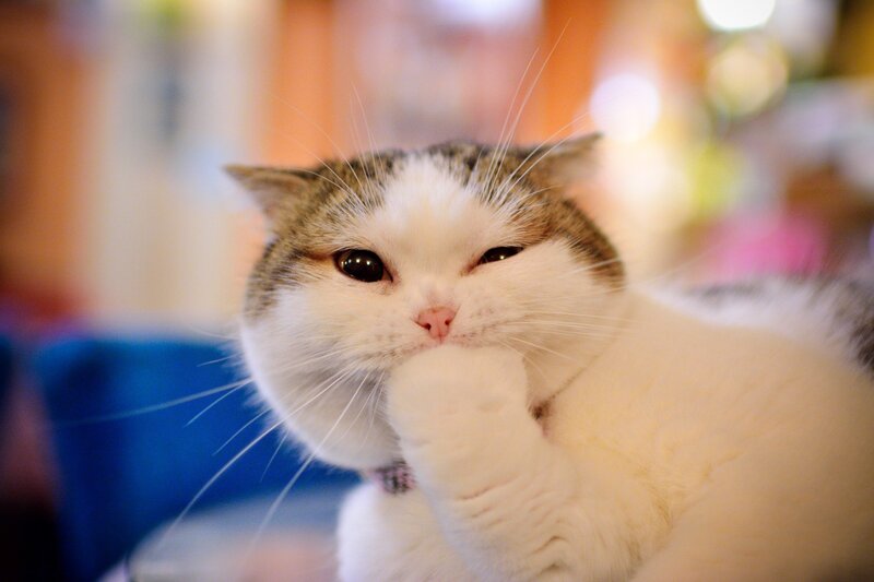 White and Brown Cat — Calm, Photograph, Paw