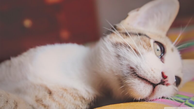White and Brown Cat — Calm, Photograph, Whiskers