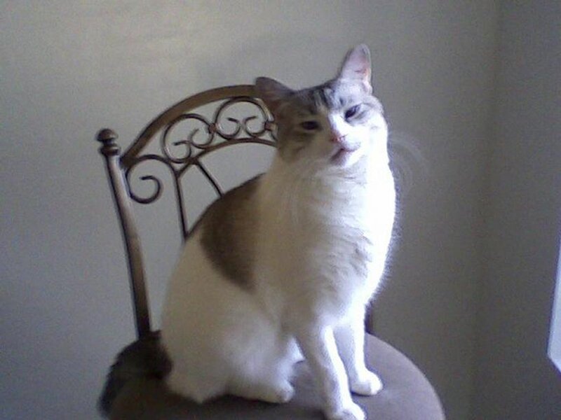 White and Brown Cat — Calm