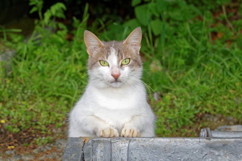 White and Brown Cat — Green, Calm