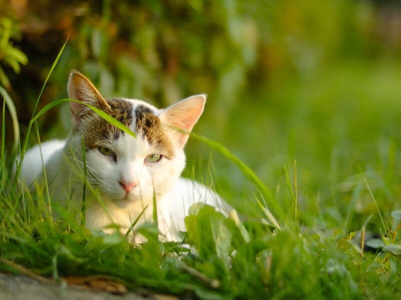 White and Brown Cat — Green