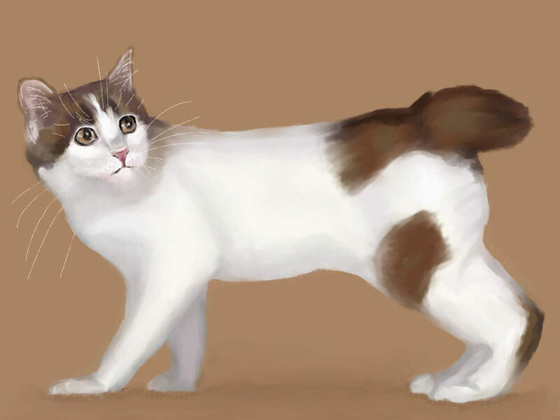 White and Brown Cat — Neutral