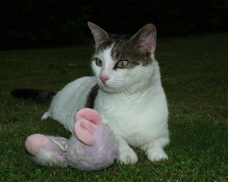 White and Brown Cat