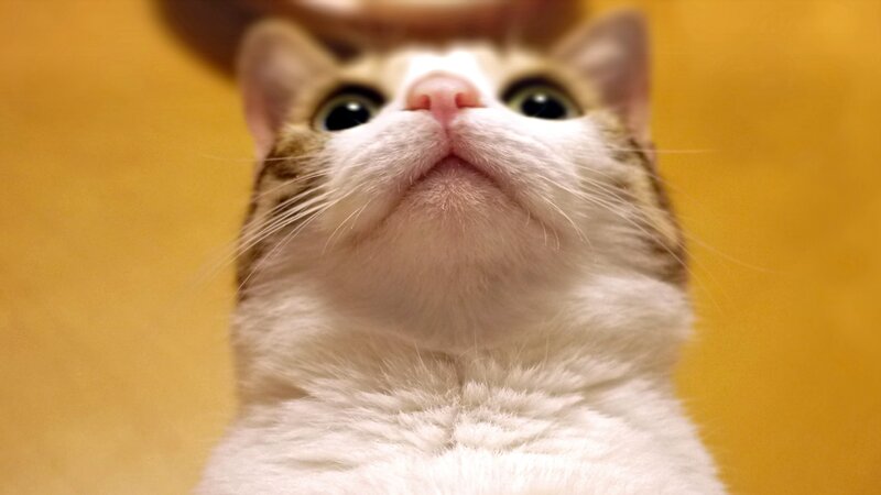 White and Brown Cat — Yellow