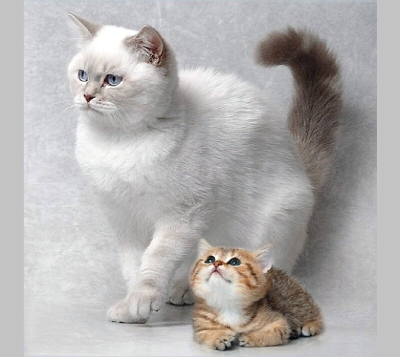 White and Brown Cats