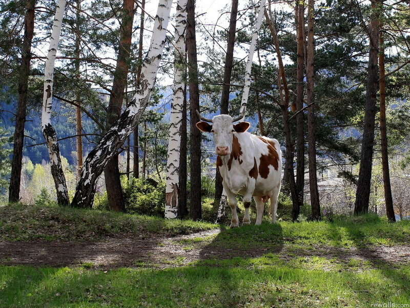 White and Brown Cow