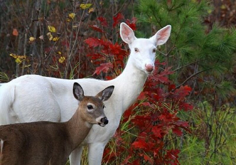 White and Brown Deer