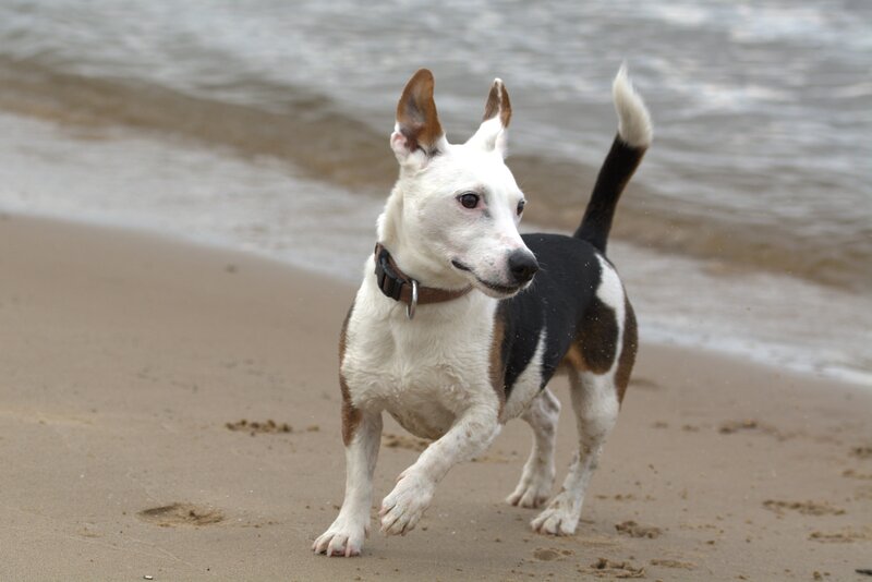 White and Brown Dog — Active
