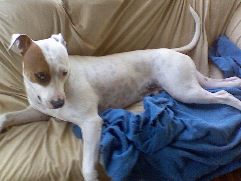 White and Brown Dog — Beige