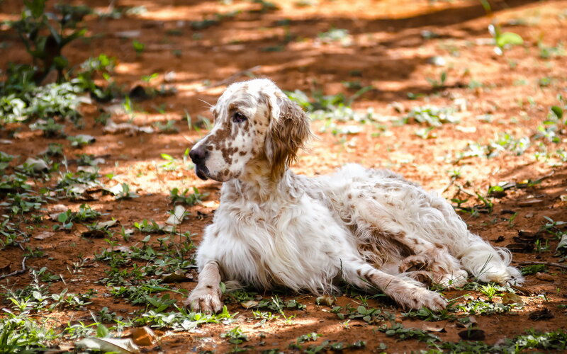 White and Brown Dog — Calm, Afternoon