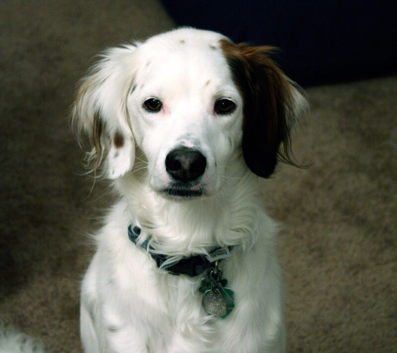 White and Brown Dog — Calm