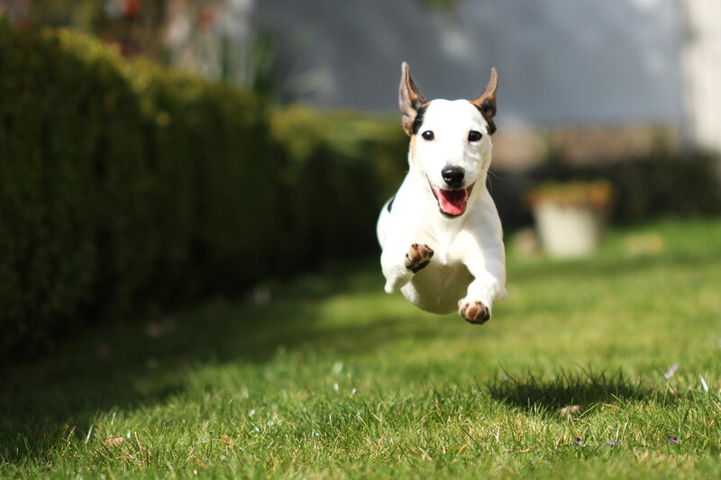 White and Brown Dog — Green, Playful