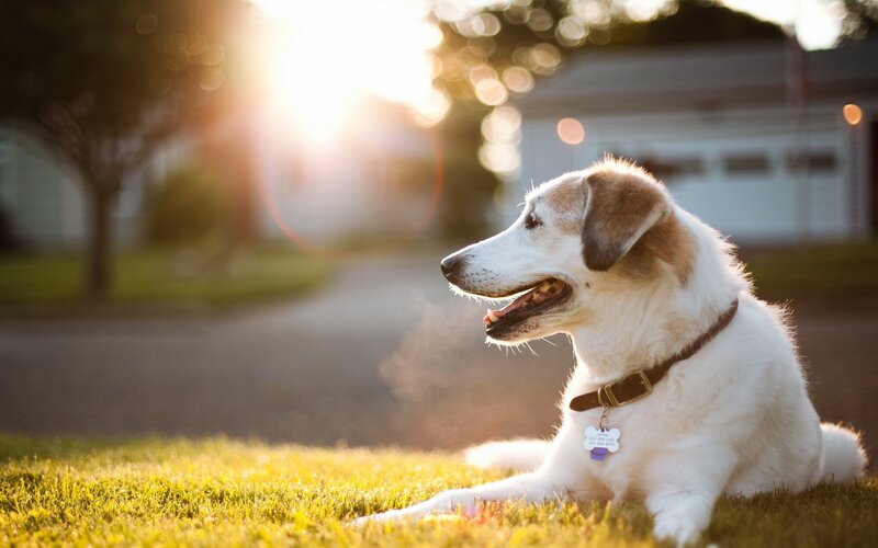 White and Brown Dog — Green, Serene