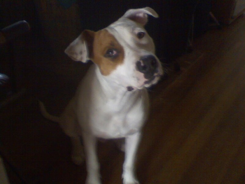 white and brown dog looking up