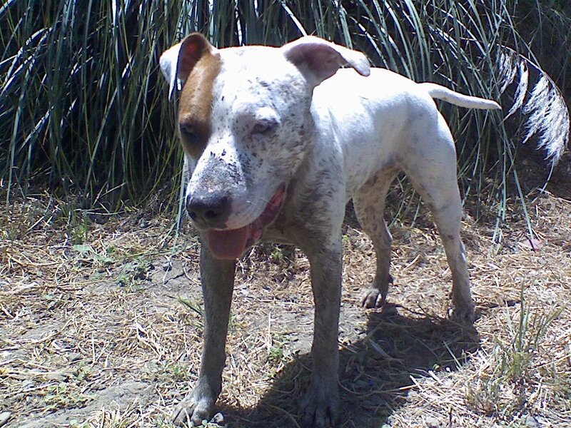 white and brown dog outdoors