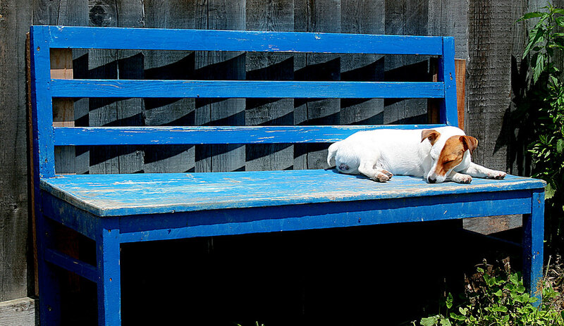White and Brown Dog
