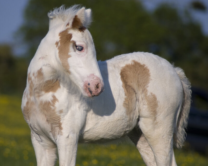 White and Brown Foal