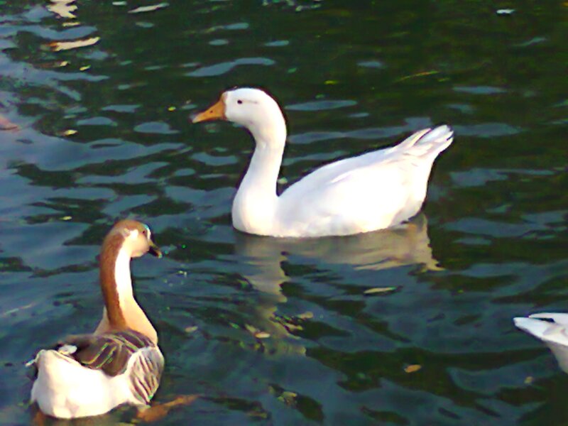 White and Brown Geese