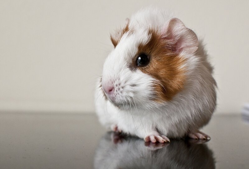 White and Brown Guinea Pig — Calm