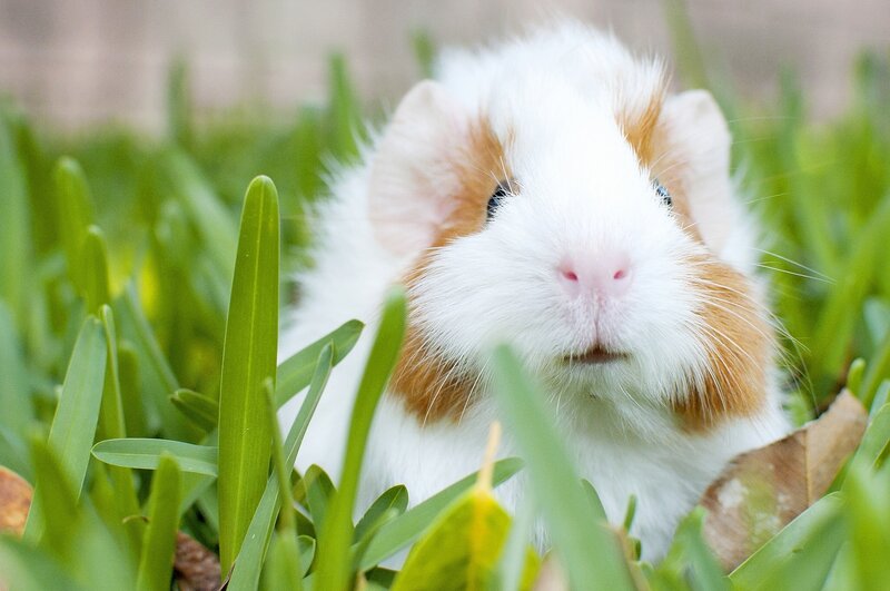 White and Brown Guinea Pig — Green