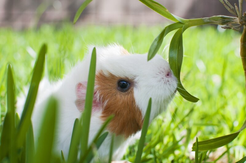 White and Brown Guinea Pig