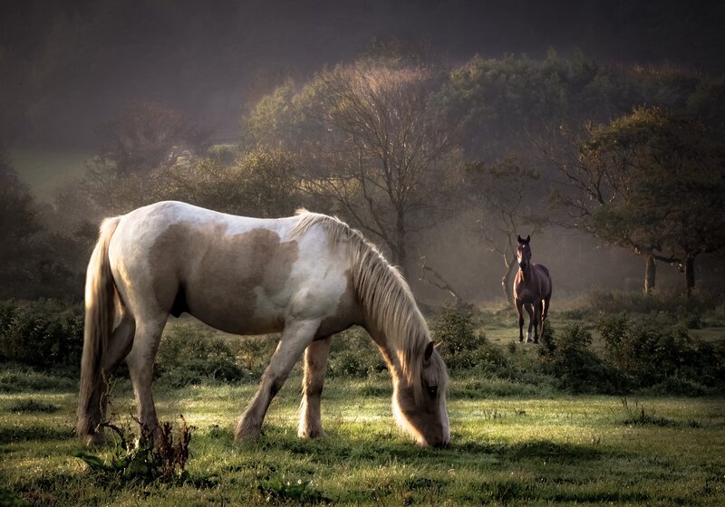 White and Brown Horse — Green