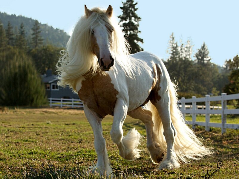 white and brown horse in field