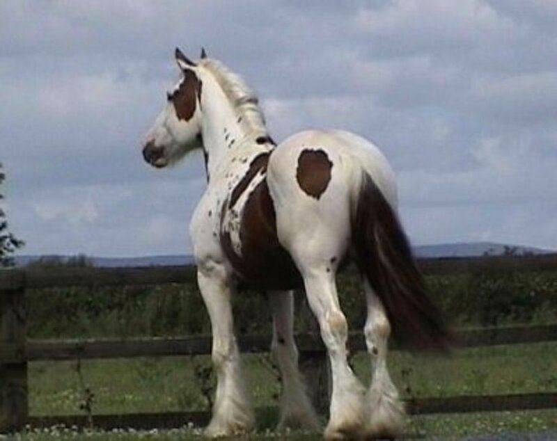 white and brown horse in field
