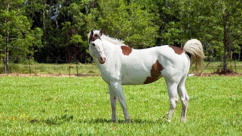 white and brown horse in field