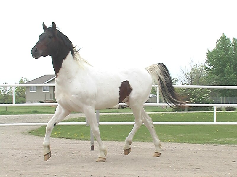 white and brown horse running