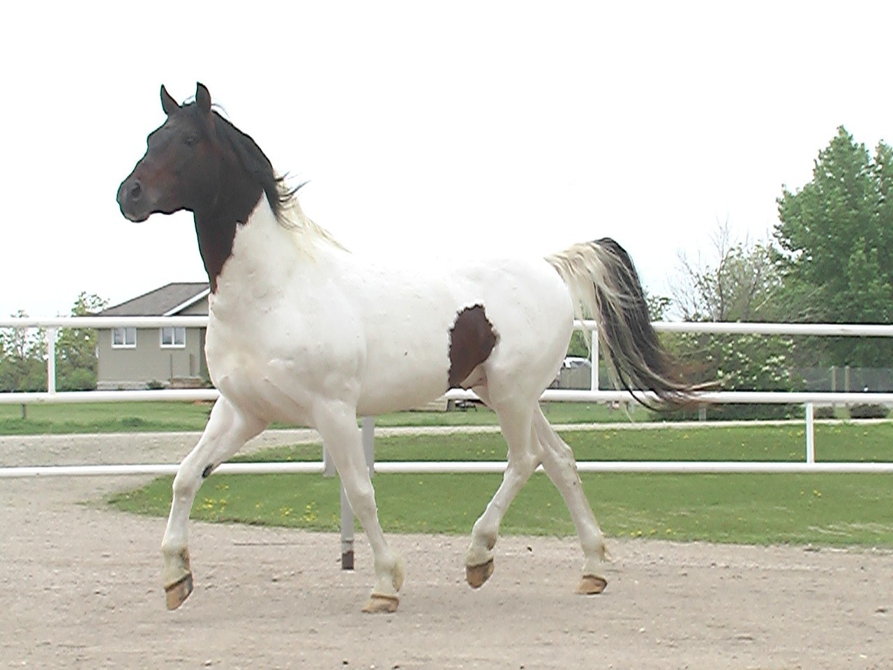 white and brown horse running