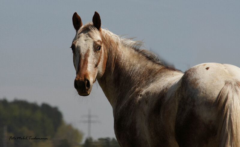 White and Brown Horse