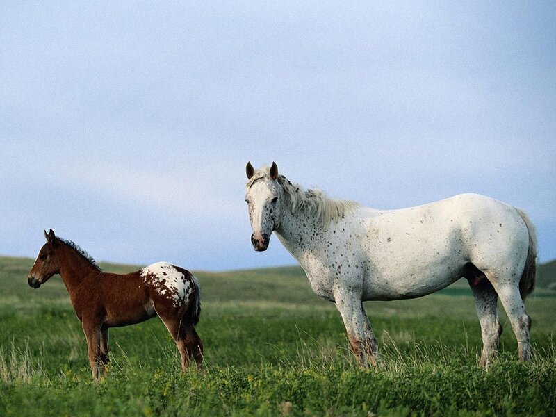 White and Brown Horses