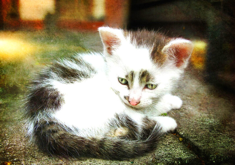 White and Brown Kitten — Calm