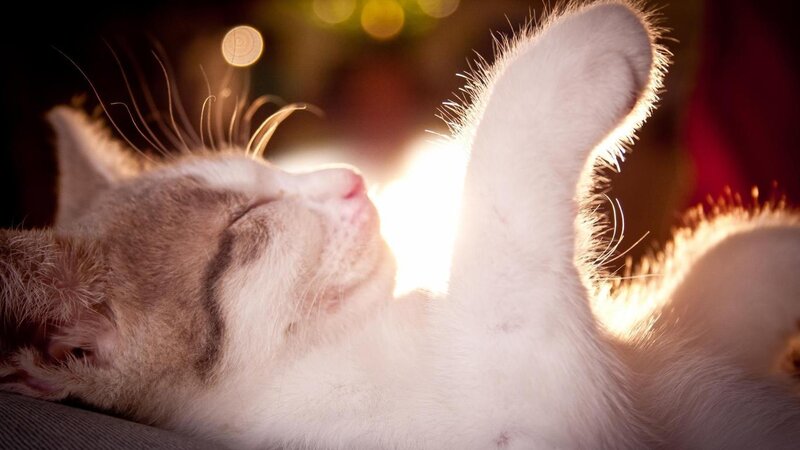 White and Brown Kitten