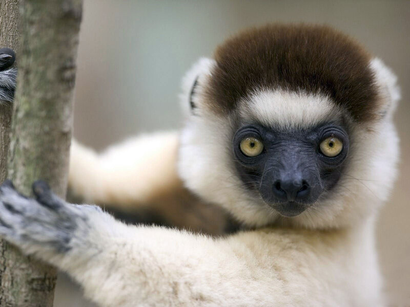 White and Brown Lemur — Curious