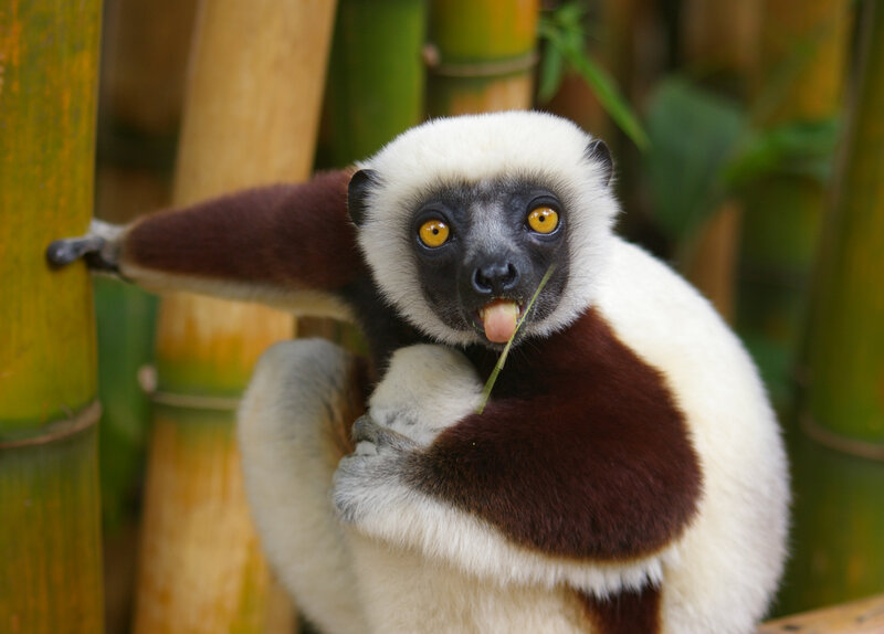 White and brown lemur eating bamboo